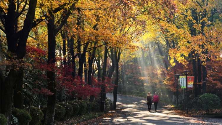 湖南省森林植物園